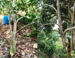 Warga emas maut dihempap dahan, tertusuk parang