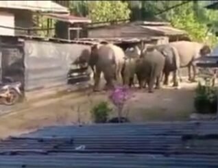 Gajah tolak, sepak motosikal penduduk di Tawau