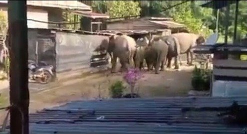 Gajah tolak, sepak motosikal penduduk di Tawau