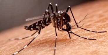 Kes demam denggi meningkat 3.5 peratus
