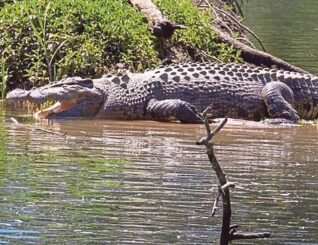 Buaya dekat hulu dan sempadan kampung boleh diburu