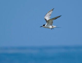 Labuan berpotensi jadi destinasi Bird Tourism