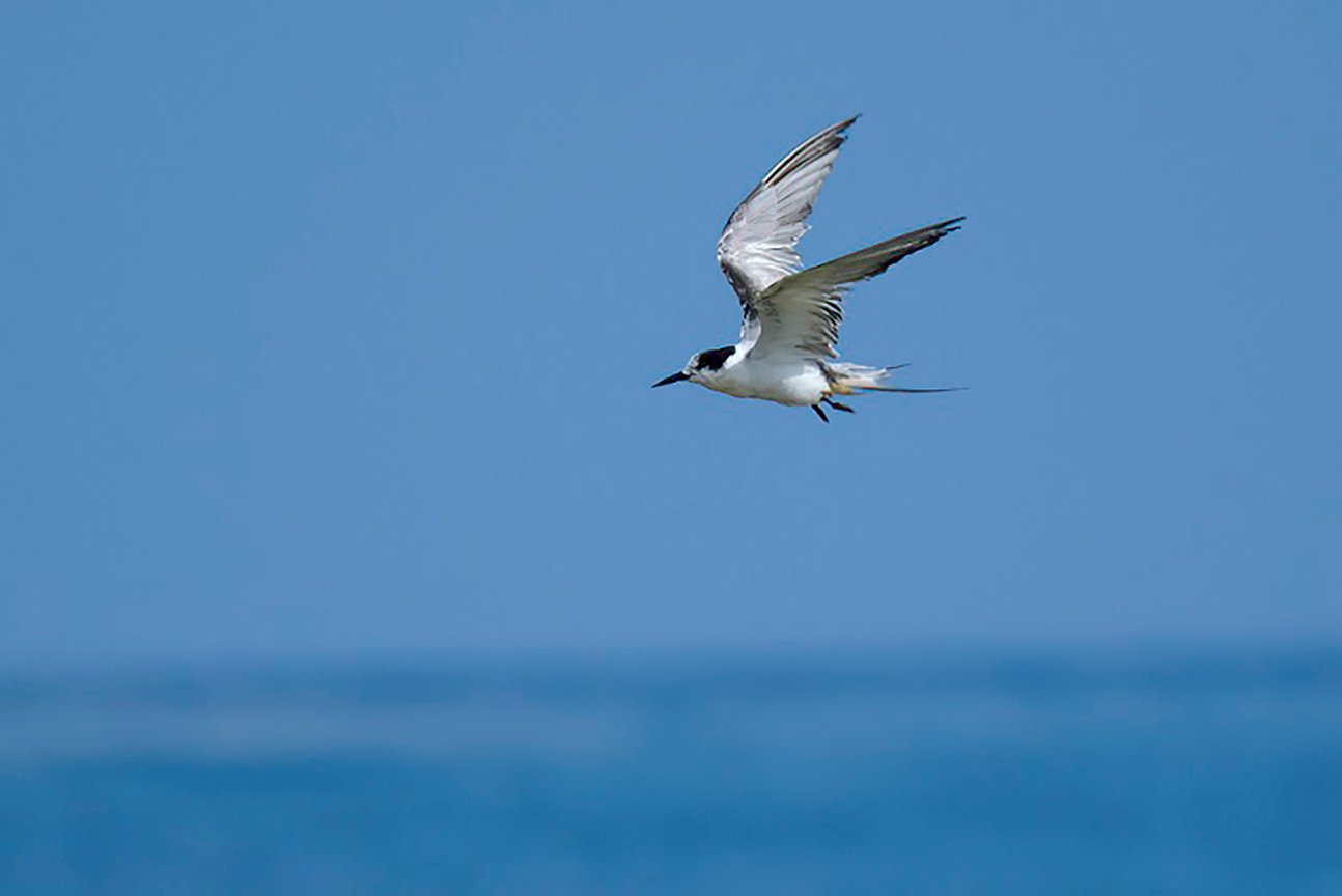 Labuan berpotensi jadi destinasi Bird Tourism