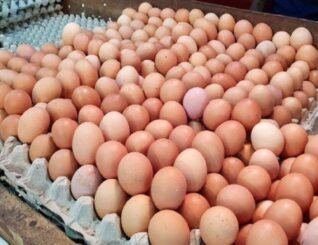 Bekalan telur ayam kurang disebabkan pasaran luar dan eksport