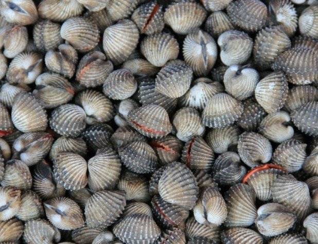 Air Pasang Merah di perairan KK dan Tuaran: Elak makan kerang