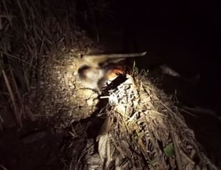 Mayat reput ditemukan di Keningau