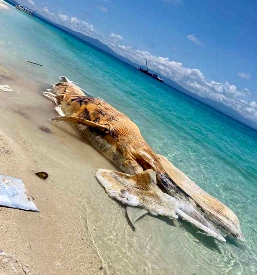 Bangkai ikan paus gemparkan penduduk di Pulau Mantanani